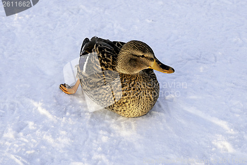 Image of Mallard on ice