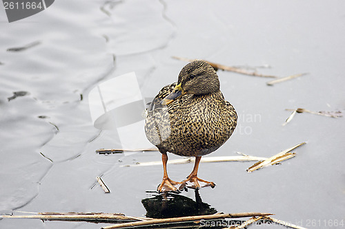 Image of Mallard on ice