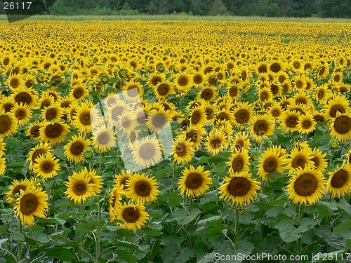 Image of Sunflower Field 2