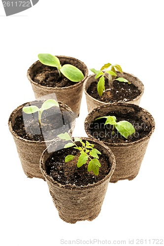 Image of Seedlings growing in peat moss pots