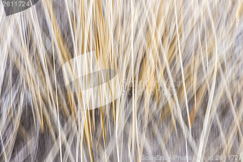 Image of Winter grass abstract