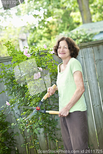 Image of Senior woman pruning rose bush
