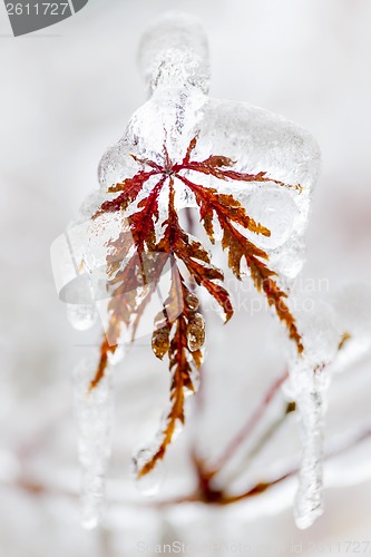 Image of Icy winter leaf