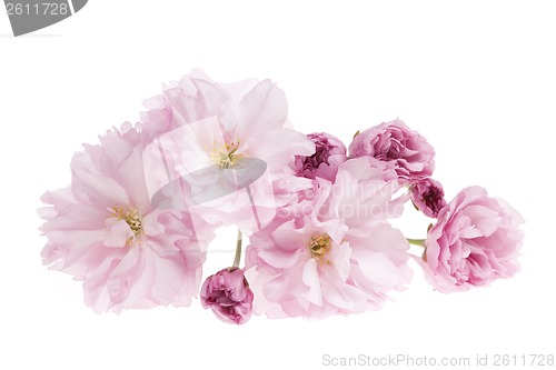 Image of Cherry blossoms isolated