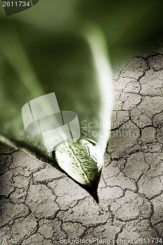 Image of Water drop on green leaf