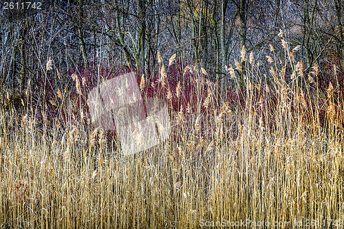 Image of Winter reeds and forest