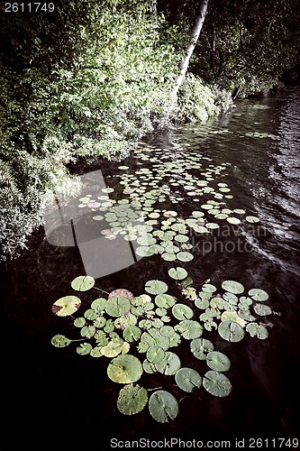 Image of Lily pads at lake shore