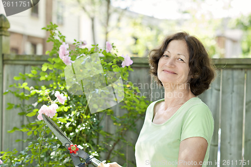 Image of Senior woman pruning rose bush