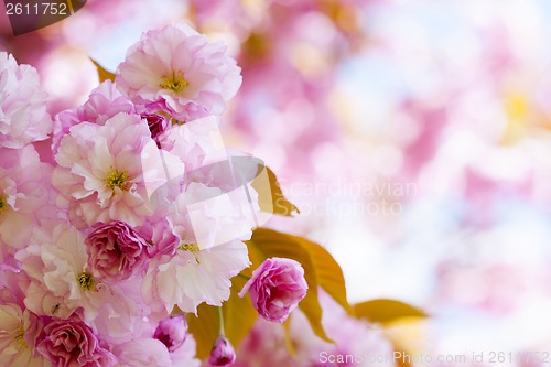 Image of Pink cherry blossoms in spring orchard