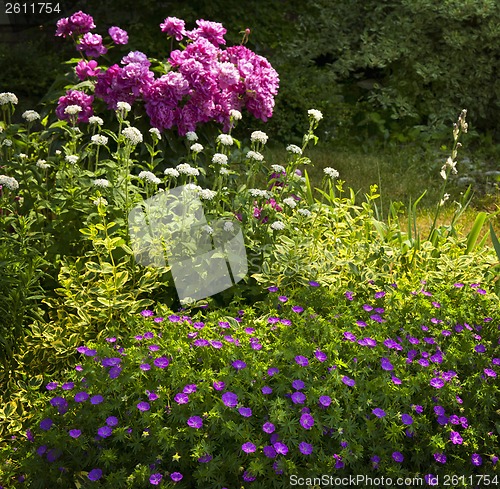 Image of Summer garden