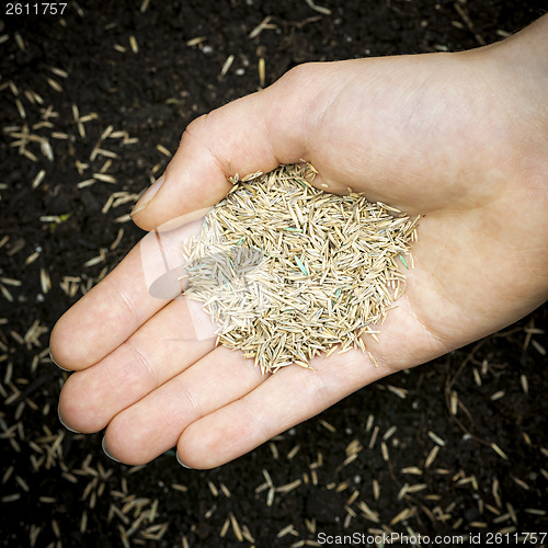 Image of Hand holding grass seed