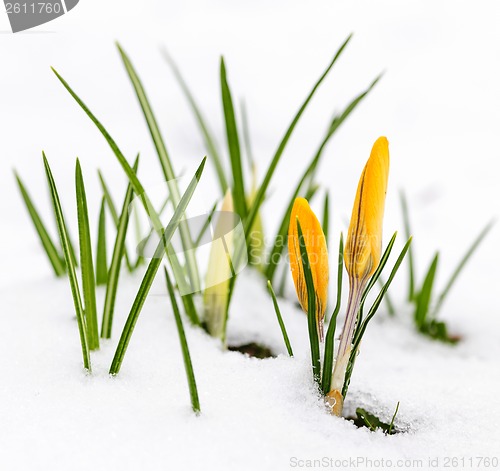 Image of Crocuses in snow