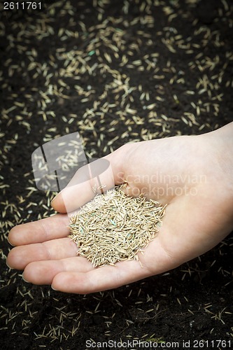 Image of Hand holding grass seed