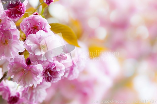 Image of Pink cherry blossoms background