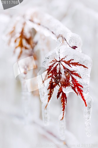 Image of Icy winter leaf