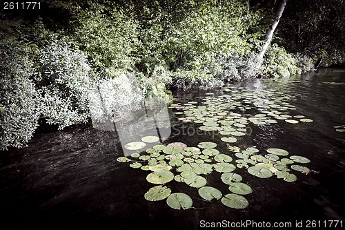 Image of Lily pads at lake shore