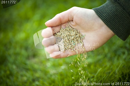 Image of Hand planting grass seeds