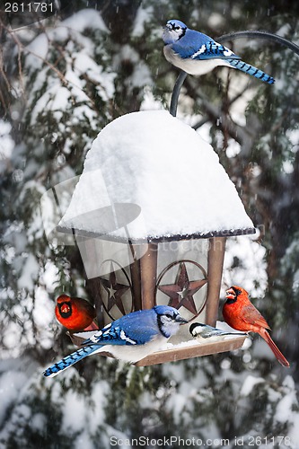 Image of Birds on bird feeder in winter