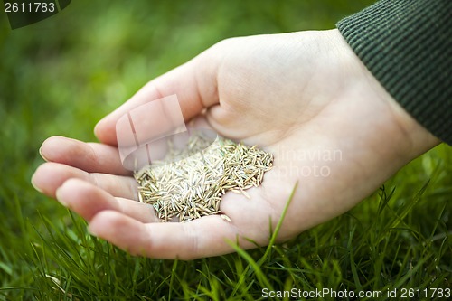 Image of Hand holding grass seed