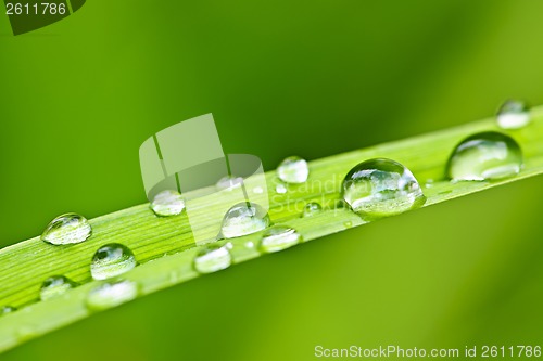 Image of Water drops on grass blade