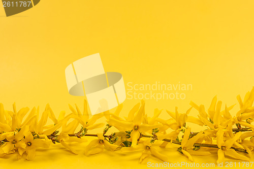 Image of Yellow spring background with forsythia branch