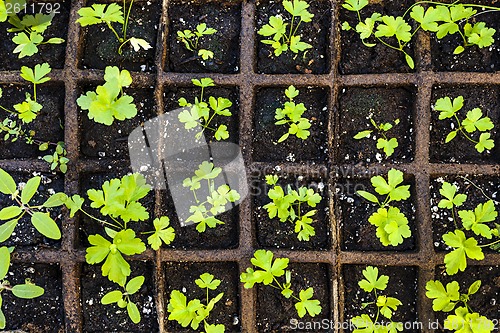 Image of Seedlings growing in starter tray