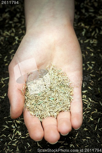 Image of Hand holding grass seed