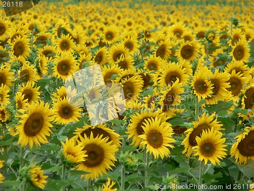 Image of Sunflower Field 3