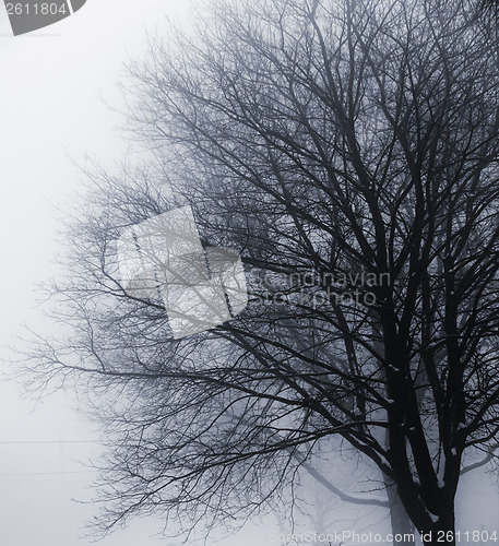 Image of Leafless tree in fog