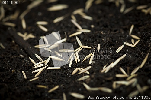 Image of Grass seeds in soil