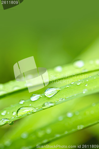 Image of Water drops on grass blade