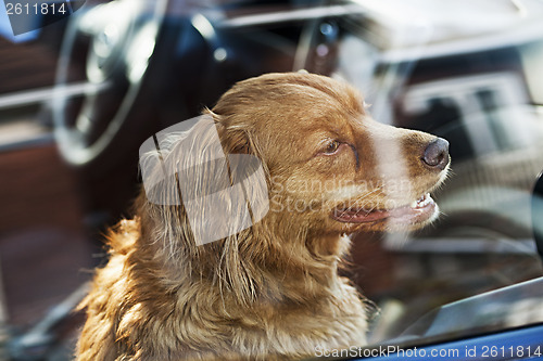 Image of Dog locked in car