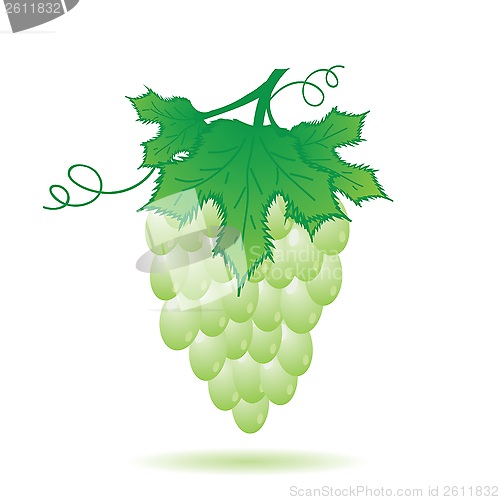 Image of green grapes