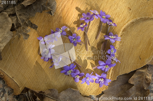 Image of Heart of Hepatica nobilis