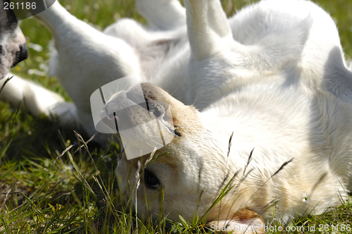 Image of Happy dog in the grass