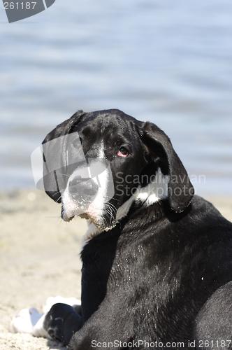 Image of Great Dane puppy