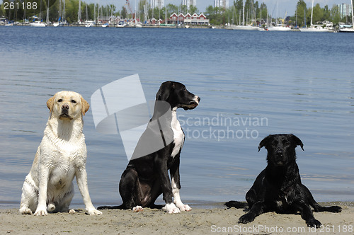 Image of three dogs