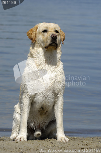 Image of Young Labrador by the sea