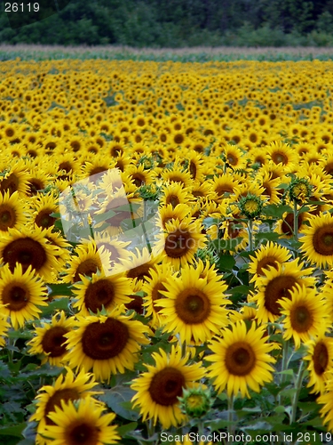 Image of Sunflower Field 4
