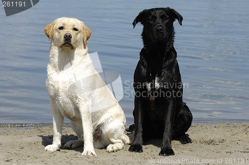 Image of Young and old, white and black