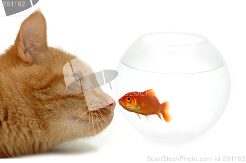 Image of Strange friends or naive goldfish