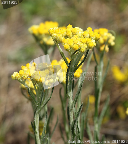 Image of Helichrysum arenarium