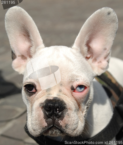 Image of French bulldog face
