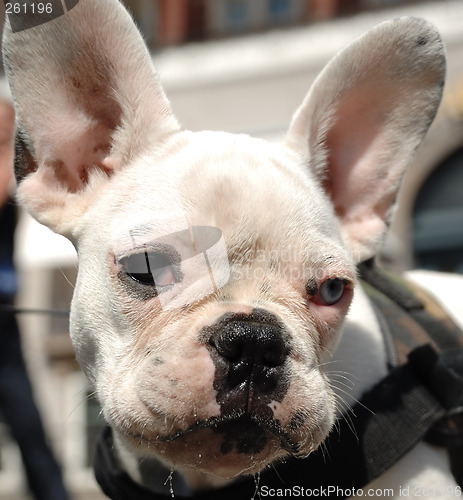 Image of French bulldog