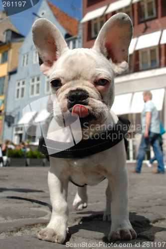 Image of French bulldog