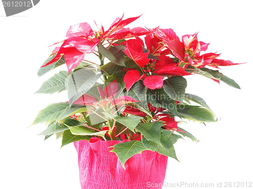 Image of Poinsettia