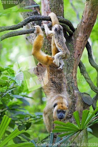 Image of Mantled Howler Monkey