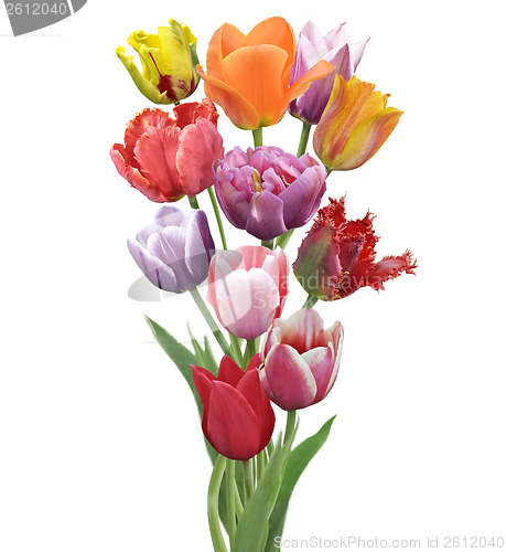 Image of Tulips Flowers 