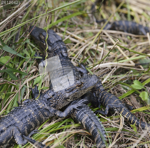 Image of Baby Alligators