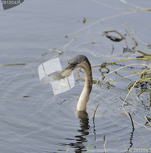 Image of Anhinga Feeding